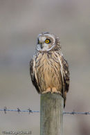Short-Eared Owl