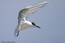Sandwich Tern