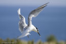 Sandwich Tern