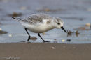 Sanderling