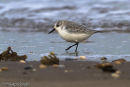 Sanderling