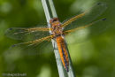 Scarce Chaser dragonfly