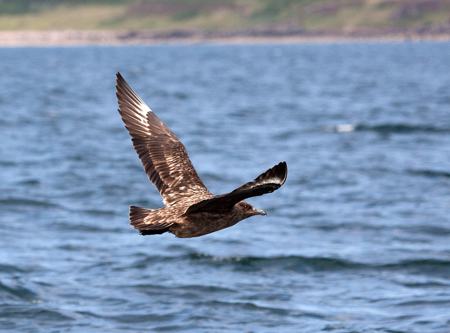 Great Skua