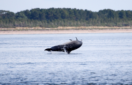 Bottlenose Dolphin