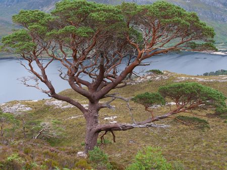 300 year old Caledonian Pine tree above Loch Maree.