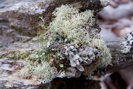 Lichens
