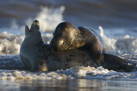 Grey Seals