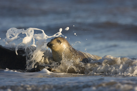 Grey Seal