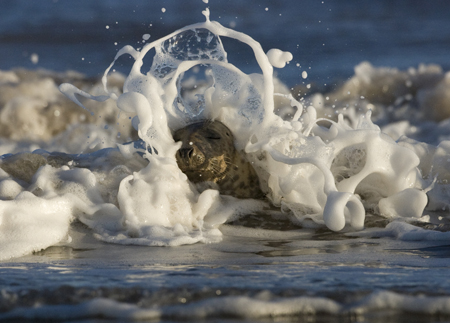 Grey Seal