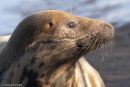 Atlantic Grey Seal