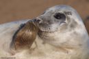 Grey seal Pup