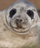 Grey Seal Pup