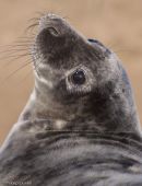 Atlantic Grey Seal