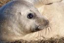 Grey seal Pup