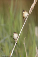 Sedge Warblers