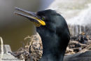 Shag