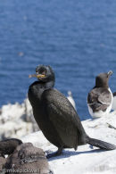 Shag