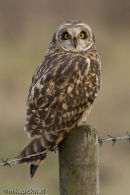 Short-Eared Owl