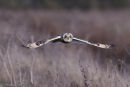 Short-Eared Owl