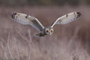 Short-Eared Owl