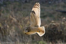 Short-Eared Owl