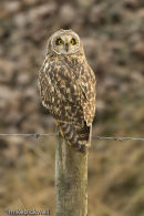 Short-Eared Owl