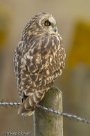 Short-Eared Owl