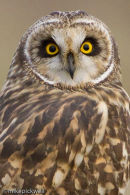 Short-Eared Owl