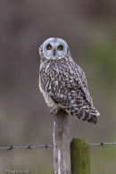 Short-Eared Owl