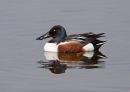 Shoveler