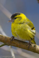 Male Siskin