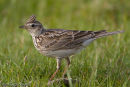 Skylark