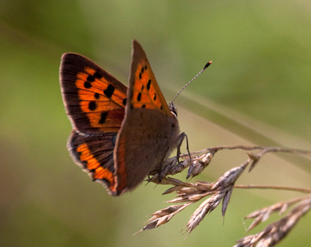Small Copper