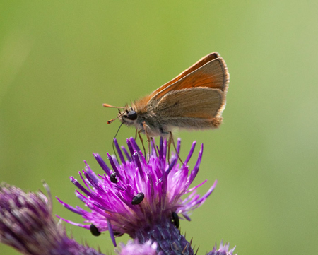 Small Skipper