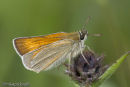 Small Skipper