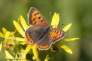Small Copper