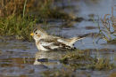 Snow Bunting
