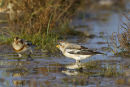 Snow Bunting