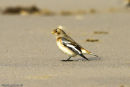 Snow Bunting
