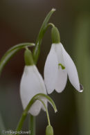 Snowdrops