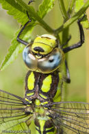 Mlae Southern Hawker Dragonfly