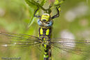 Male Southern Hawker