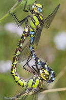 Southern Hawker Dragonflies mating.