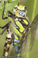 Male Southern Hawker
