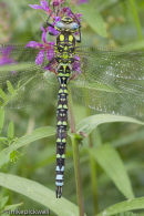 Male Southern Hawker