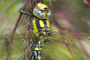Southern Hawker male