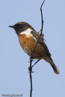 Stonechat