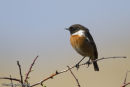 Stonechat