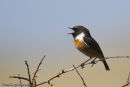 Stonechat