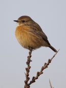 Female Stonechat